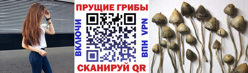 Галлюциногенные грибы Cubensis  Белый 